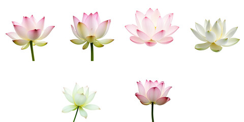 Obraz premium various lotus flowers isolated on transparent background in multiple colors and perspectives showcasing intricate petal details and vibrant shades
