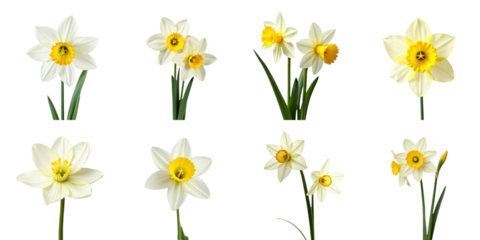 Narcissus flowers in various stages and angles on a transparent background showcasing white and yellow blooms with green stems and leaves arranged in a grid format