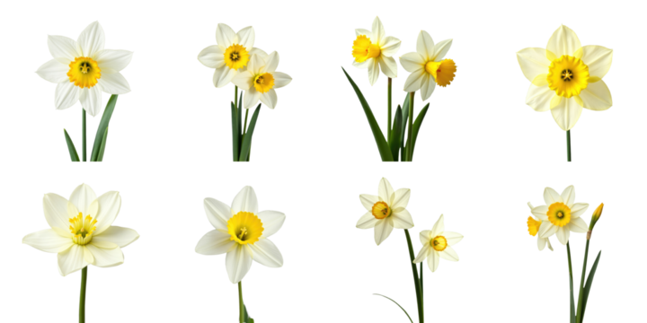Narcissus flowers in various stages and angles on a transparent background showcasing white and yellow blooms with green stems and leaves arranged in a grid format