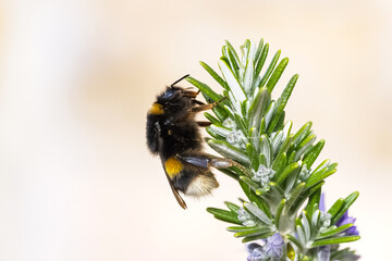 A bee on a purple flower to collect pollen in summer
