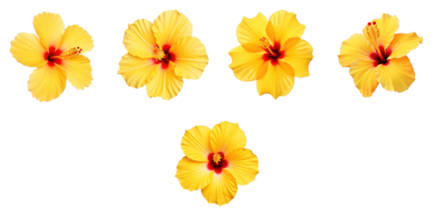 Five Yellow and Orange Hibiscus Tropical Flowers Isolated on Transparent Background with Intricate Petal Details and Vivid Red Center