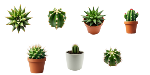 Various types of dwarf cacti displayed in pots on a transparent background showcasing their unique shapes and colors for identification and study purposes