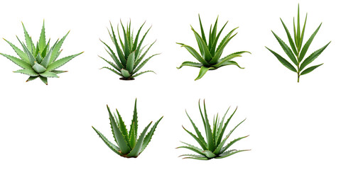 Collection of isolated aloe vera plants in various shapes and sizes on a transparent background showcasing vibrant green foliage and leaf structure