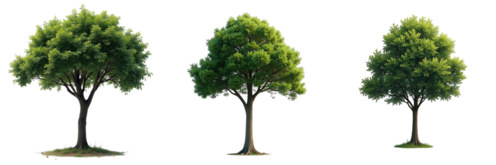 three distinct tree illustrations in varying sizes with lush green foliage each isolated on a transparent background with no additional elements