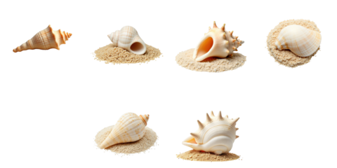 Collection of assorted seashells on small mounds of sand against a transparent background displaying various shapes and sizes of marine shells in different orientations.