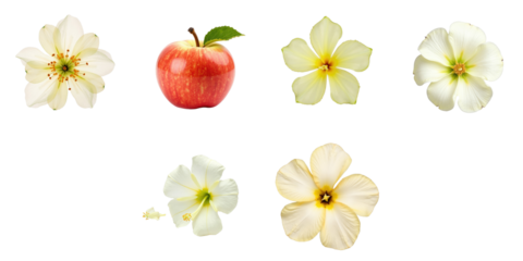 Collection of flowers and a red apple arranged on a transparent background featuring various floral shapes and colors including white and yellow blooms
