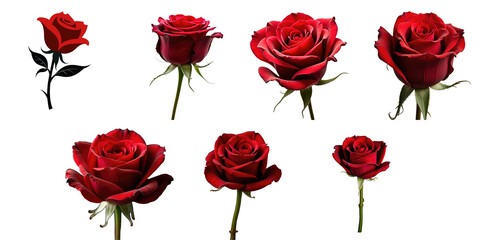 Variety Red Roses Transparent Background