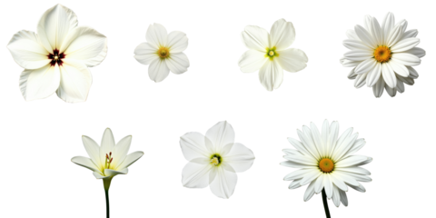 Multiple white flowers including daisies and lilies isolated on a transparent background with transparent areas for seamless integration into various designs.