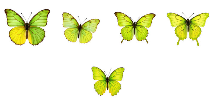 Green and yellow Battus crassus butterflies displayed on a transparent background showcasing various positions and wing formations isolated for clarity.