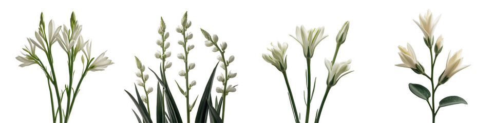 Fototapeta premium Close up of various white eustoma flowers isolated on a transparent background highlighting their delicate petals and green stems with detail and clarity