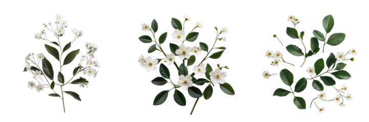 Transparent floral arrangement featuring small white flowers accompanied by green leaves, isolated on a dark background for versatile use in design contexts.