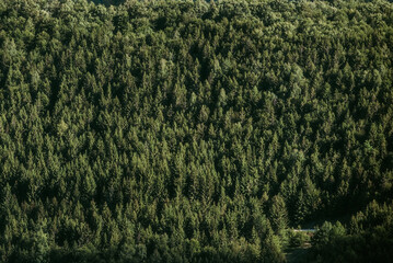 Evergreen Coniferous Forest Tree Photo Background