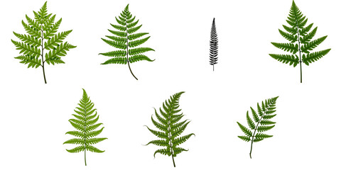 Various Species Male Ferns Displayed