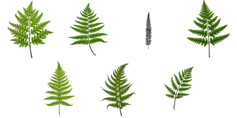 Various species of male ferns displayed on a transparent background with transparent elements highlighting intricate leaf structures and vibrant green colors.