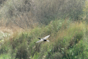 Great Cormorant in flight