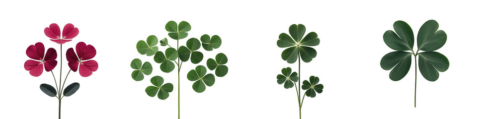Obraz premium Isolated collection of four clover plants including red clover flowers and various green clover leaf configurations on a transparent background.