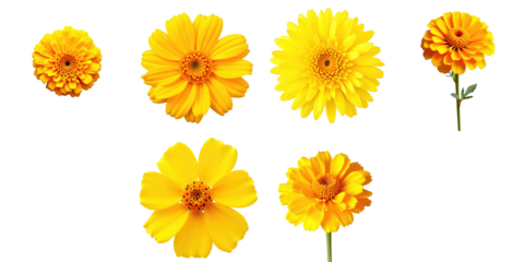 Dried marigold flowers in various stages of bloom arranged on a transparent background with a transparent backdrop highlighting their vibrant yellow colors and distinct shapes.