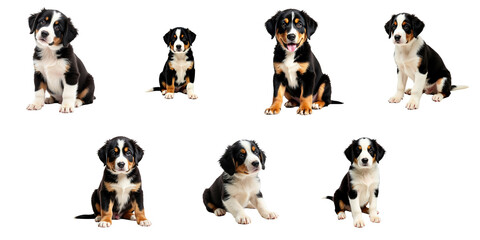 puppy portraits of a large Swiss mountain dog breed in various poses and expressions isolated on a transparent background showcasing their playful and adorable nature