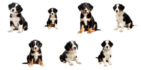 puppy portraits of a large Swiss mountain dog breed in various poses and expressions isolated on a transparent background showcasing their playful and adorable nature