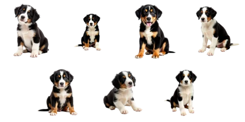 Fotobehang puppy portraits of a large Swiss mountain dog breed in various poses and expressions isolated on a transparent background showcasing their playful and adorable nature © The 2R Artificiality