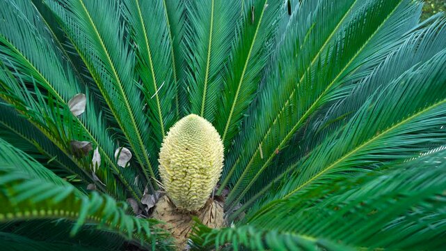 The ornamental green plant cycas in the courtyard