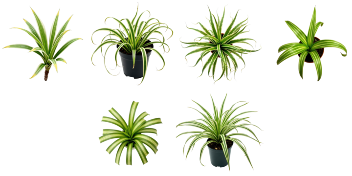Spider plant collection featuring various growth forms and leaf patterns against a transparent background, showcasing green leaves with white stripes in individual pots.