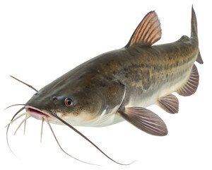 A detailed image of a catfish with a streamlined body, long whiskers, and fins, set against a transparent background.