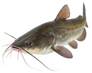A detailed image of a catfish with a streamlined body, long whiskers, and fins, set against a transparent background.