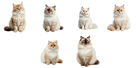 Persian cats displaying various poses and expressions arranged in a grid format on a transparent background suitable for use in digital projects and illustrations