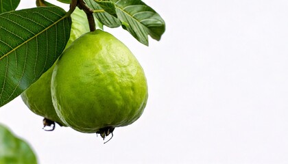 Guava hanging on a tree. using macro technique. white background. copy space 