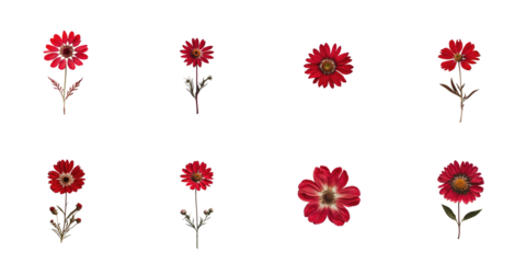 Pressed red flowers arranged in a grid format with transparent background showcasing various angles and details of each flower including stems and leaves.