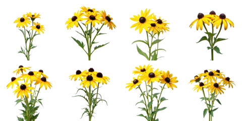 Rudbeckia hirta transparent-eyed susan flowers isolated on transparent background displaying multiple angles and arrangements of vibrant yellow petals and dark centers