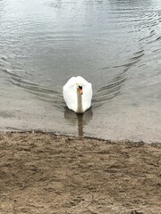 swan on the lake
