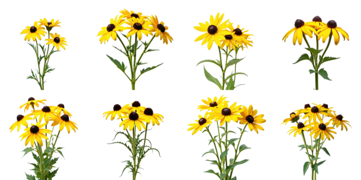 Rudbeckia hirta transparent-eyed susan flowers isolated on transparent background displaying multiple angles and arrangements of vibrant yellow petals and dark centers