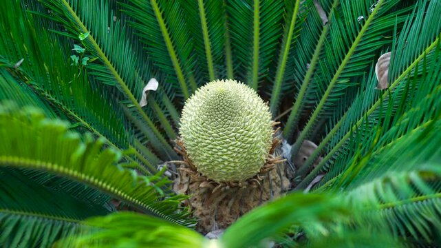 The ornamental green plant cycas in the courtyard