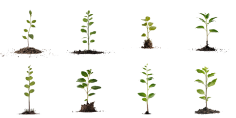 various stages of young plant growth isolated on transparent background showcasing roots and leaves in multiple arrangements with ample space for text