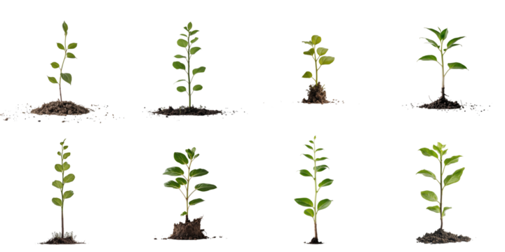 various stages of young plant growth isolated on transparent background showcasing roots and leaves in multiple arrangements with ample space for text