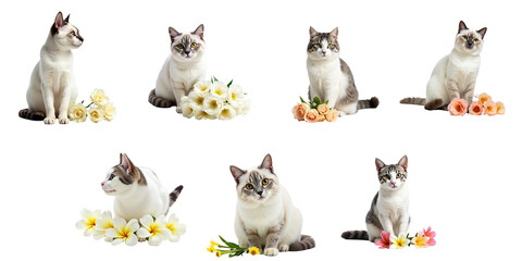 Collection of different gray and white cats surrounded by various flowers isolated on a transparent background with a studio lighting effect.