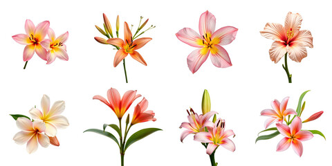 Obraz premium Collection of eight exotic flowers featuring a variety of colors and shapes against a transparent background showcasing detailed textures and vibrant hues.