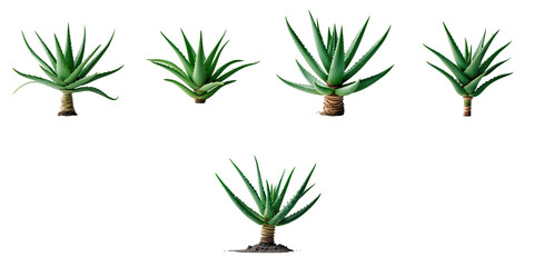 Aloe vera plant collection with varying shapes isolated on a transparent background featuring sharp details and stacking focus for enhanced visibility and sharpness.
