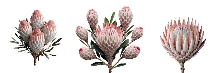 Pale pink long lasting Protea flowers in various stages of bloom with green leaves on transparent background attracting pollinators with intricate textures and details