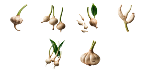 Galangal roots with leaves displayed on transparent background showcasing various forms and sizes highlighting their culinary uses and characteristics