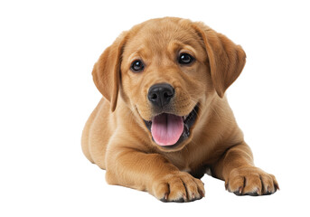 Isolated Happy Golden Retriever Puppy Lying Down