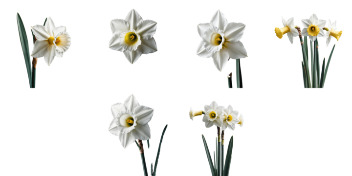 Collection of transparent daffodil flowers featuring multiple angles and stages of bloom isolated on a dark background with clear details of petals and green stems