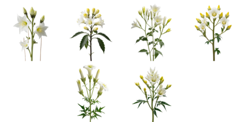 Datura metel flowering plant with white blooms and yellow buds displayed in various stages of growth on isolated transparent background showcasing its botanical features