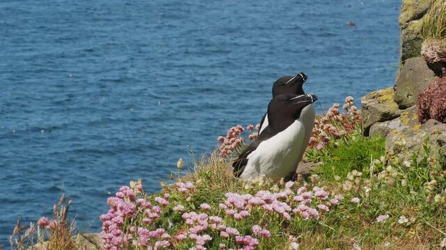 A pair of Razorbills on the Isle of Lunga in the Scottish Hebrides