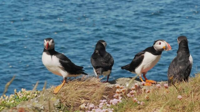 Puffins (Fratercula arctica) on the Isle of Lunga, Scotland