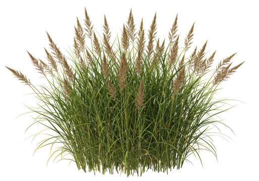 Isolated Ornamental Grass with Seed Heads