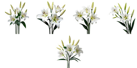 Isolated white lily flowers in various arrangements with visible buds and leaves on a transparent background ideal for design and decoration purposes.