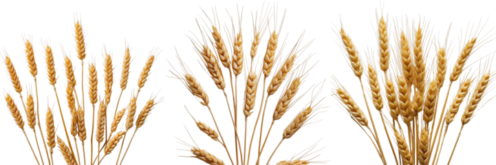 Wheat grain stalks arranged in three distinct groups isolated on a transparent background highlighting their detailed textures and golden color variations.